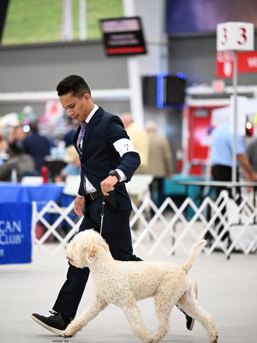 Lagotto Ledyan2